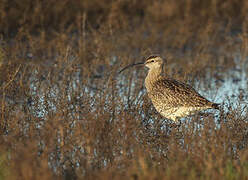 Eurasian Whimbrel