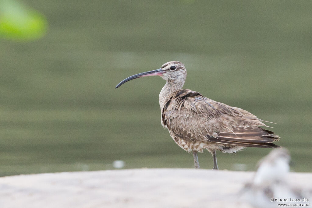 Whimbrel (hudsonicus)