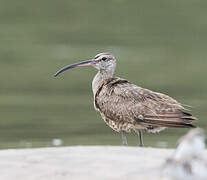 Hudsonian Whimbrel