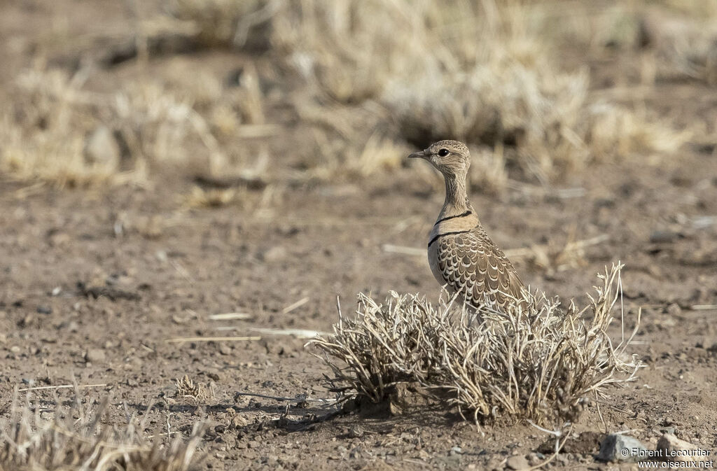 Double-banded Courser