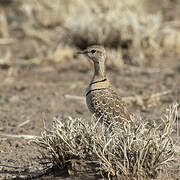 Double-banded Courser