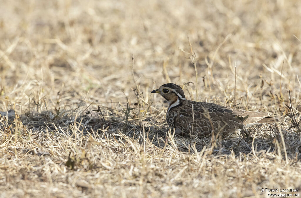 Three-banded Courser