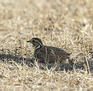 Three-banded Courser