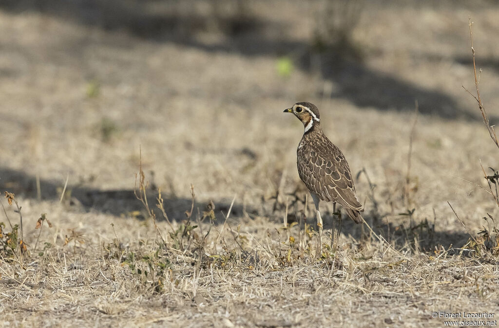 Three-banded Courser