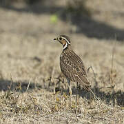 Three-banded Courser