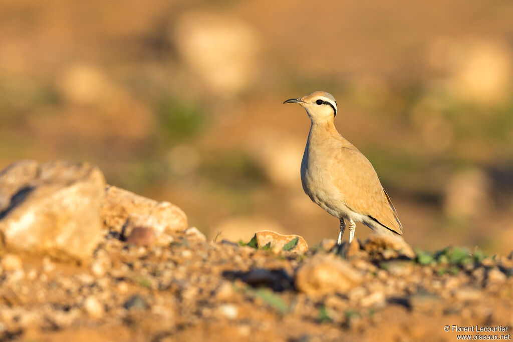 Cream-colored Courser