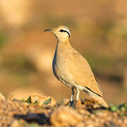 Cream-colored Courser