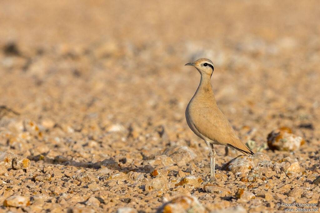 Cream-colored Courser