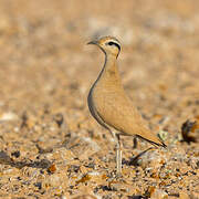 Cream-colored Courser