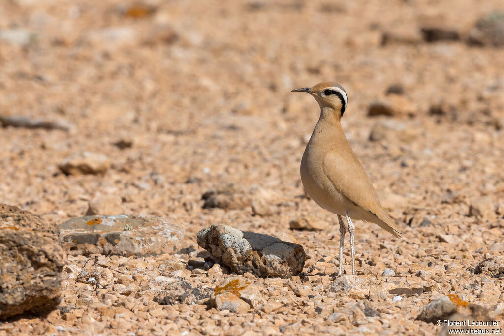 Cream-colored Courser