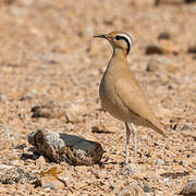 Cream-colored Courser