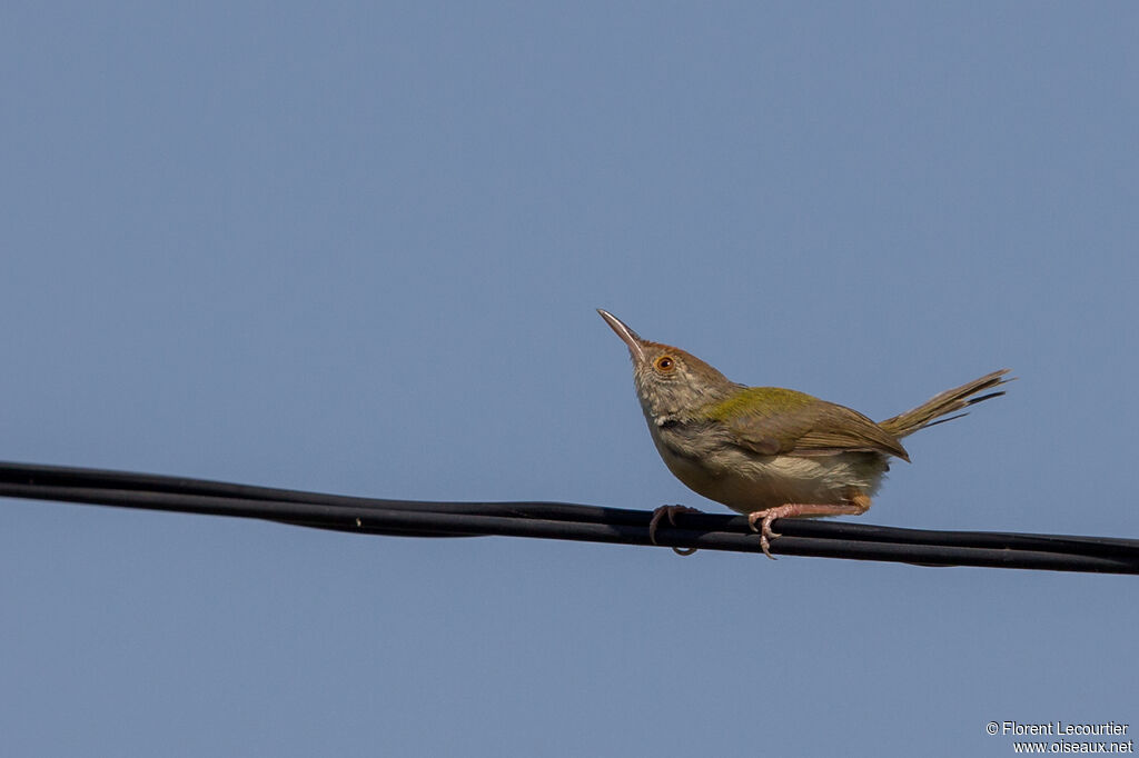 Common Tailorbird