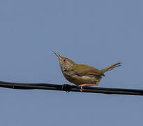 Common Tailorbird