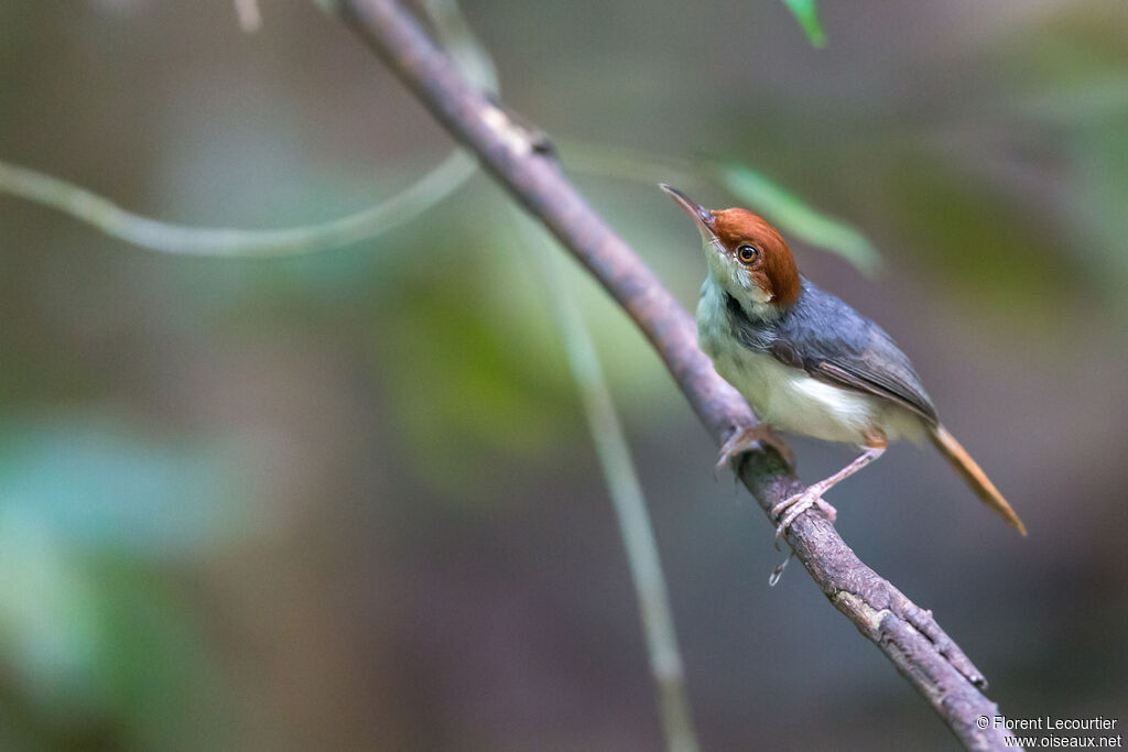 Rufous-tailed Tailorbirdadult