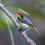 Rufous-tailed Tailorbird