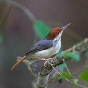 Rufous-tailed Tailorbird