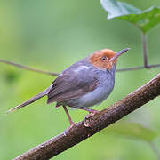 Ashy Tailorbird