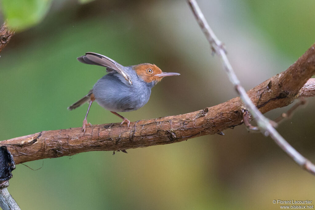 Ashy Tailorbird