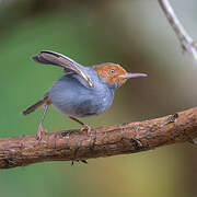 Ashy Tailorbird