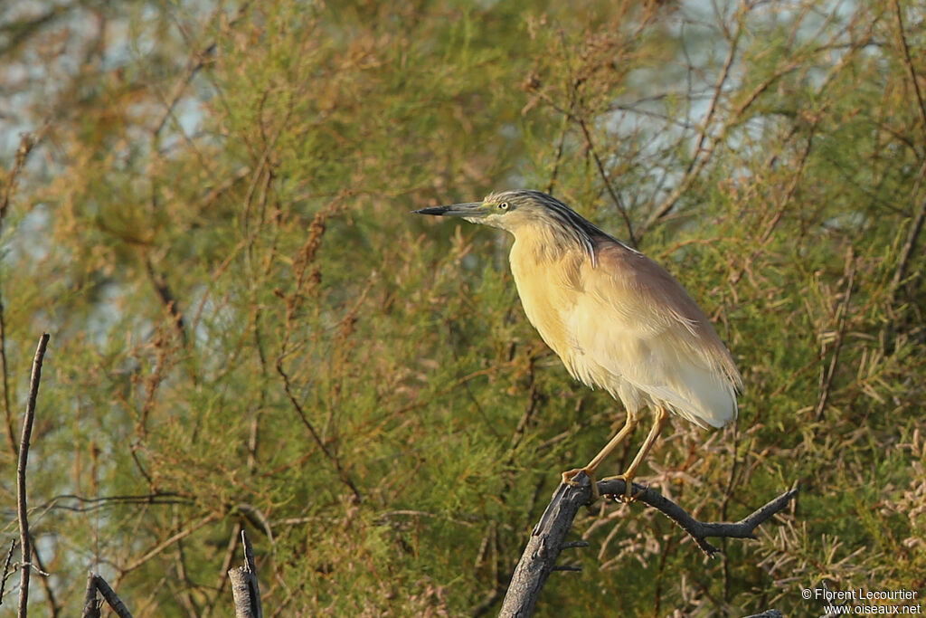 Squacco Heron