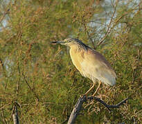 Squacco Heron