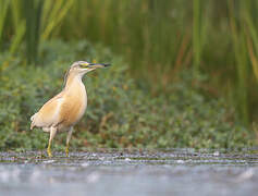 Squacco Heron