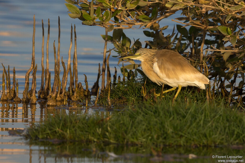 Squacco Heron