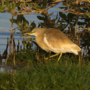 Squacco Heron