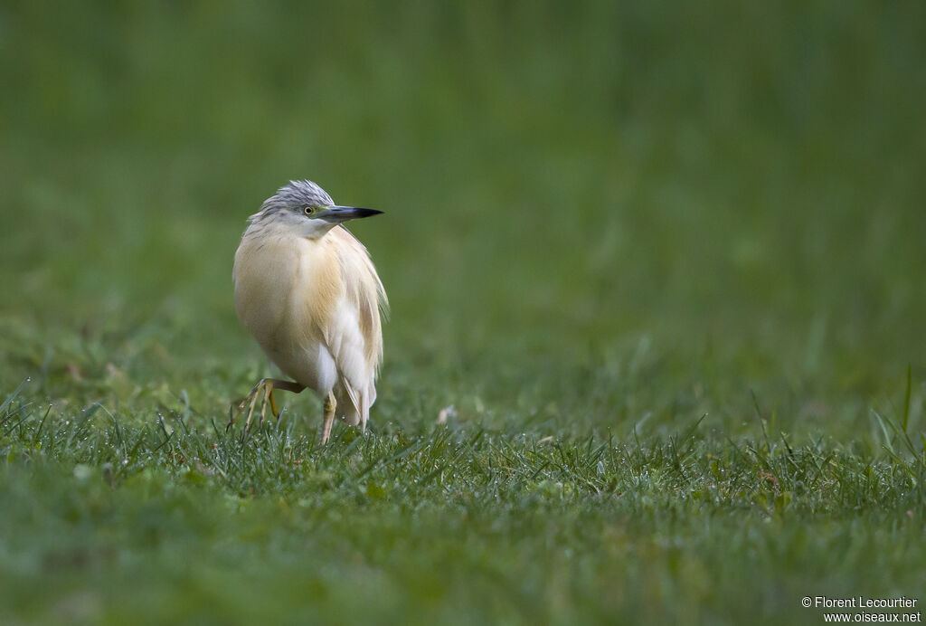 Squacco Heron