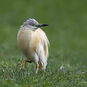 Squacco Heron