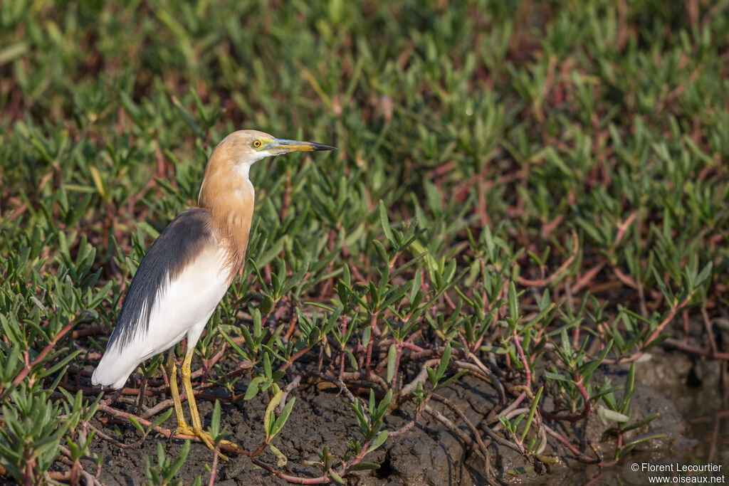 Javan Pond Heron