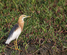 Javan Pond Heron