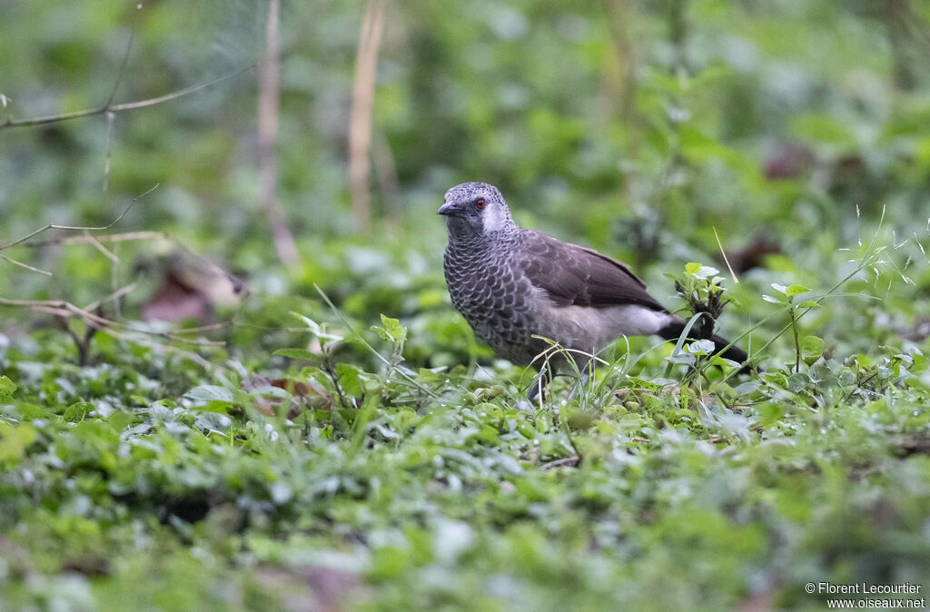 White-rumped Babbler