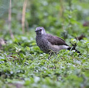 White-rumped Babbler