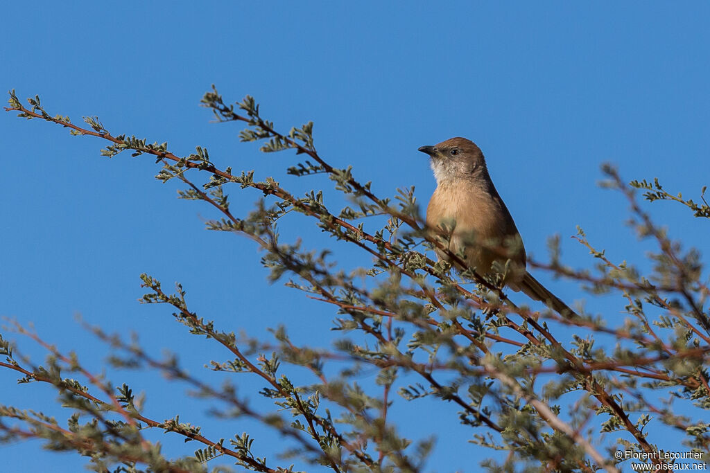 Fulvous Babbler