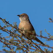 Fulvous Babbler