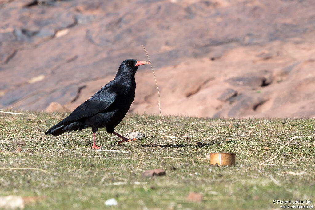 Red-billed Chough