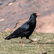 Red-billed Chough