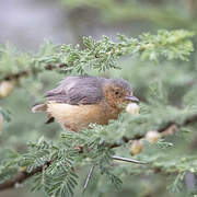 Red-faced Crombec