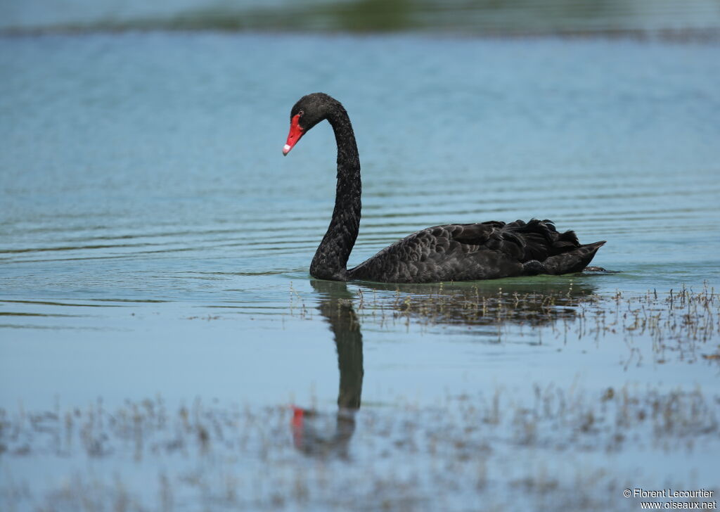 Black Swan