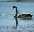 Cygne noir