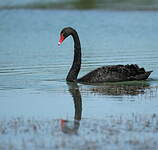 Cygne noir