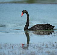 Cygne noir