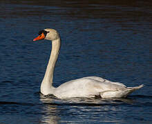 Cygne tuberculé