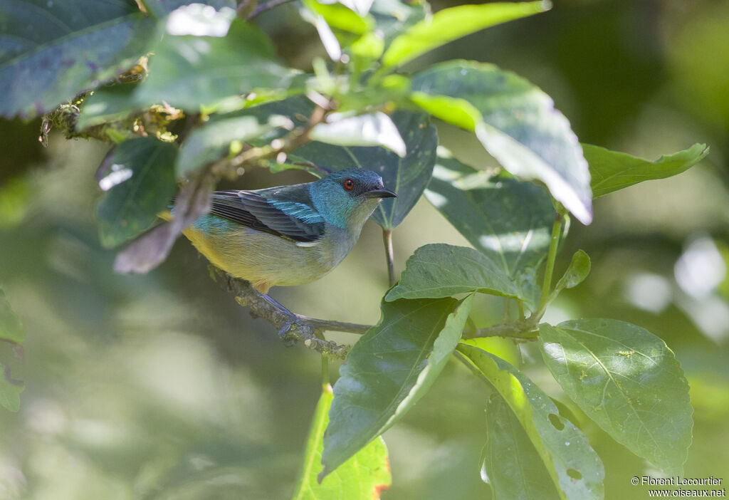 Scarlet-thighed Dacnis female