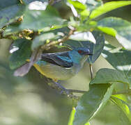 Scarlet-thighed Dacnis