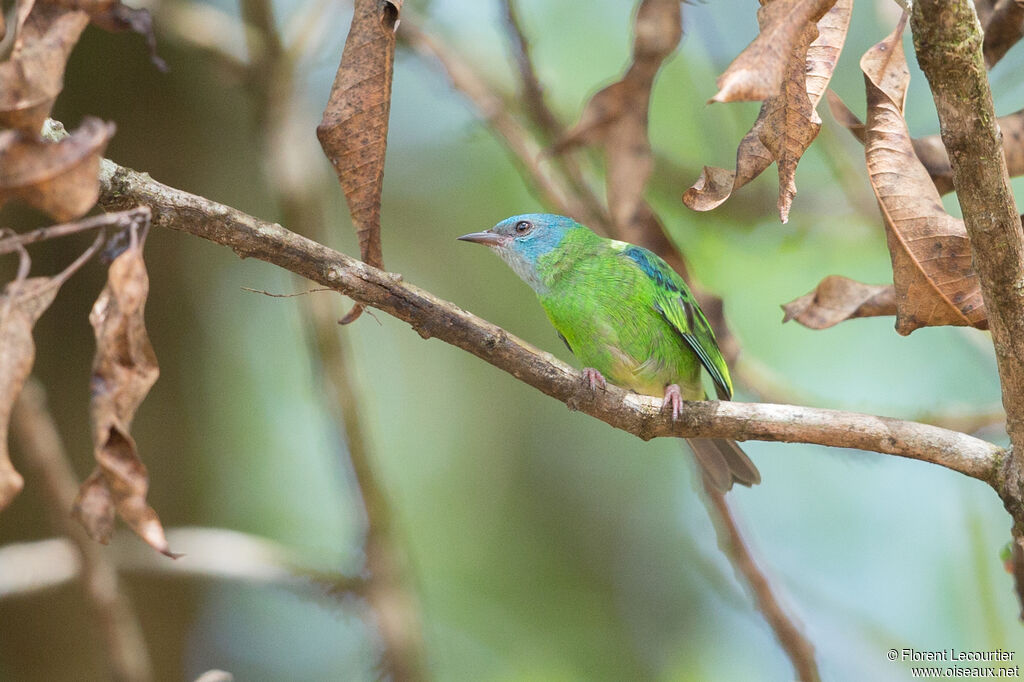 Dacnis bleu femelle