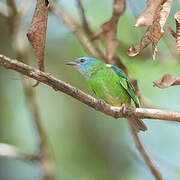 Blue Dacnis