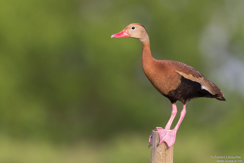 Black-bellied Whistling Duck