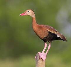 Dendrocygne à ventre noir